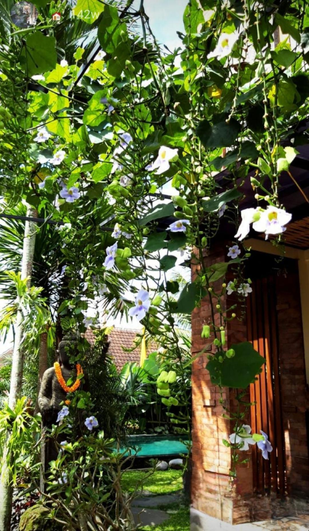 Buda Amitaba Ubud Extérieur photo